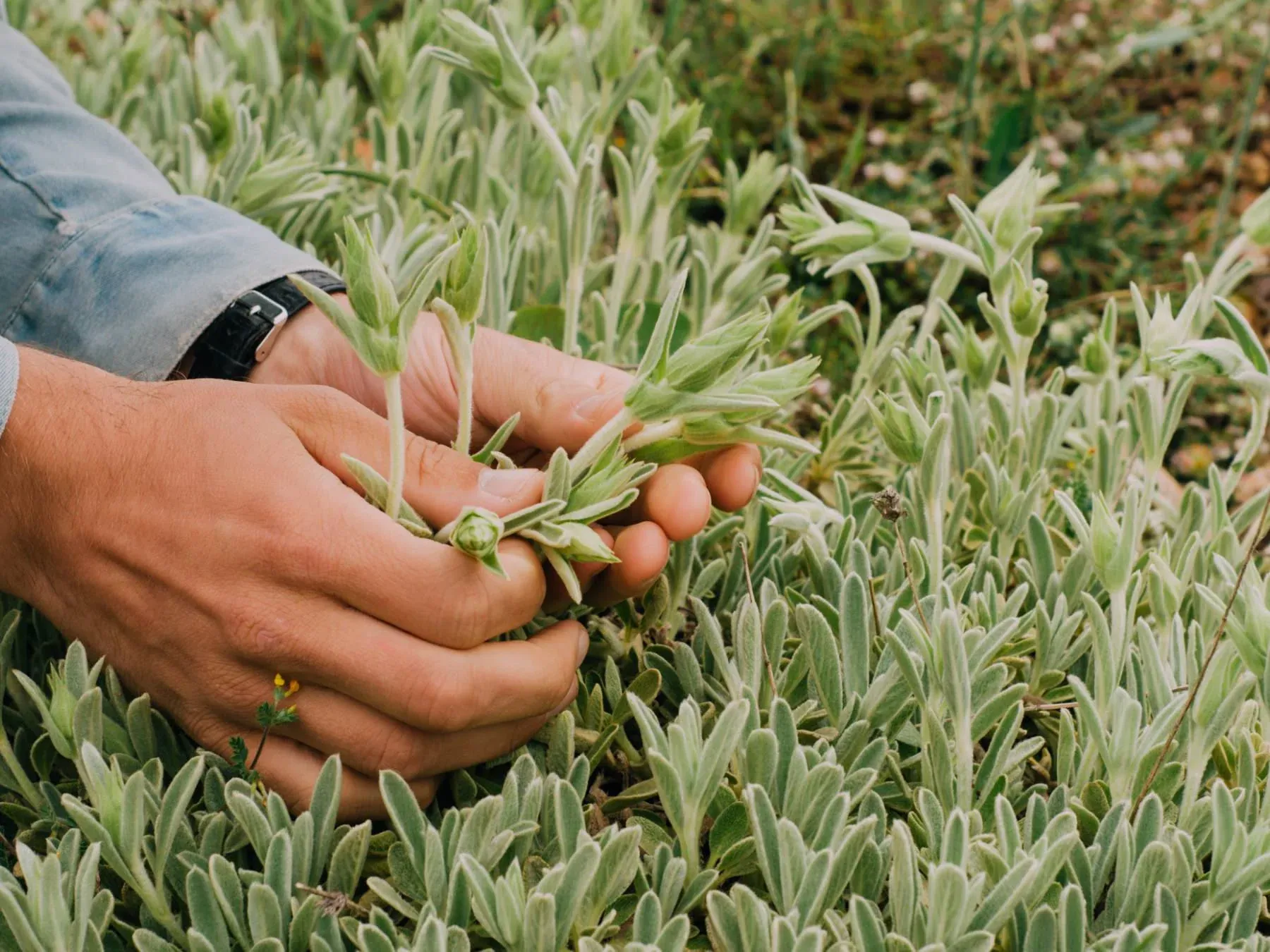Griechischer Berg- oder Hirtentee