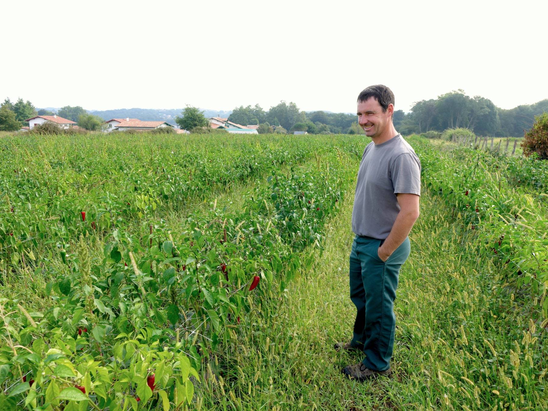Baskischer Chili oder Piment d’Espelette