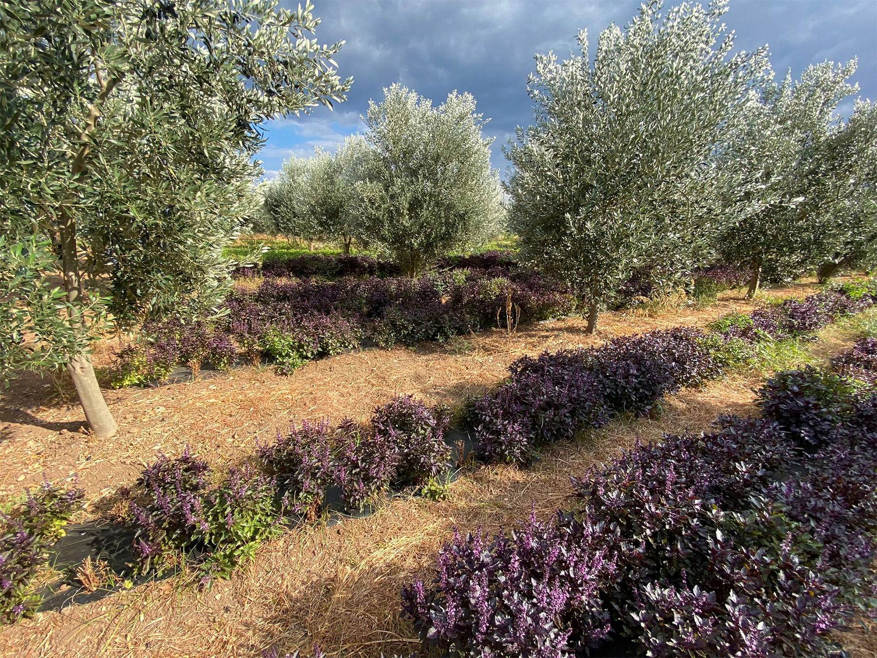 Purpur Basilikum aus dem Parnon-Gebirge
