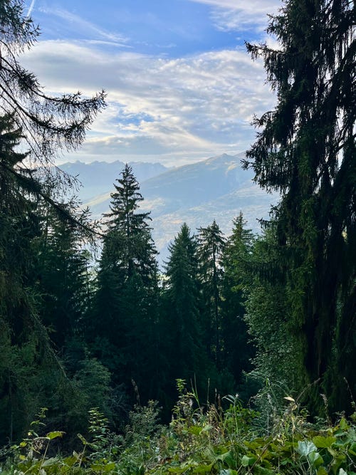 Faszination Nadelbäume