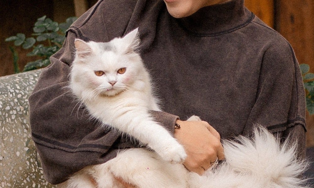 Katzenbetreuung privat Bad Zwischenahn