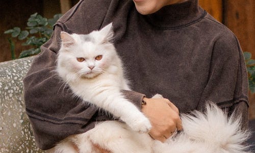 Katzenbetreuung privat Bad Zwischenahn