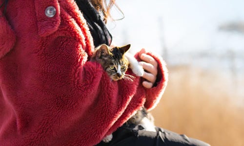 Katzenbetreuung privat Bad Zwischenahn