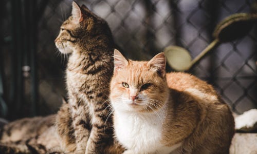 Katzenbetreuung zu Hause