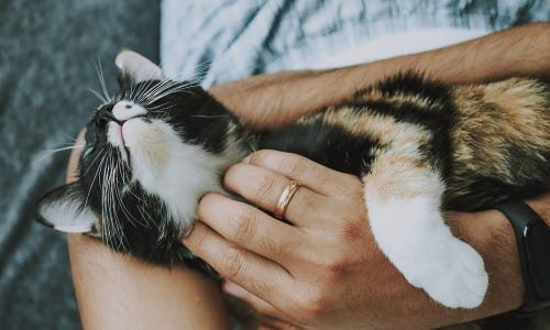 Katzensitting zu Hause