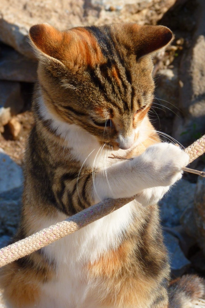Urlaubsbetreuung für Katzen Bad Zwischenahn