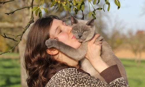 Liebt es deine Katze wirklich, auf den Arm genommen zu werden?