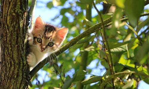 Katzen auf den Arm nehmen