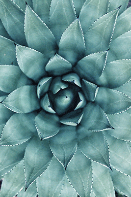 21 Tage Transformation, Schilddrüse, Eat-Feelglow