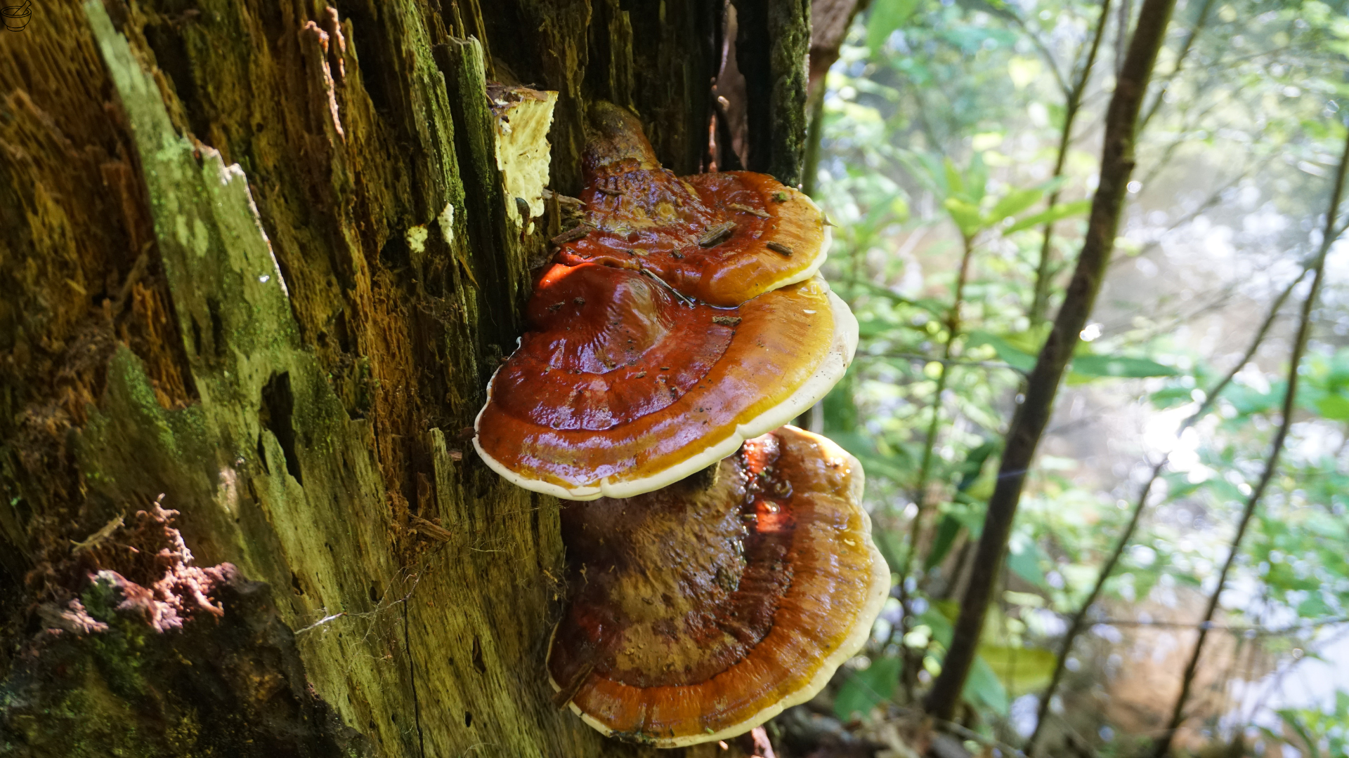Reishi Vitalpilz