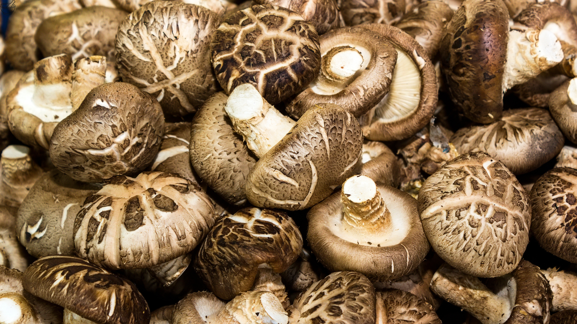 Shiitake Vitalpilz