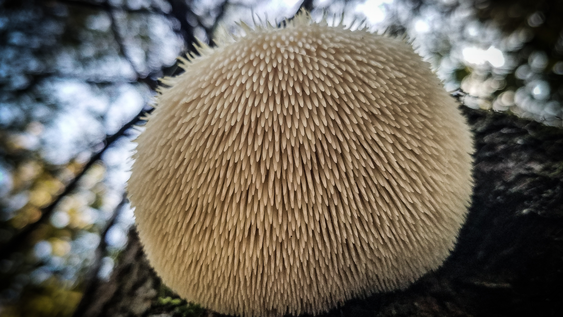 Hericium Lion's Mane Vitalpilz