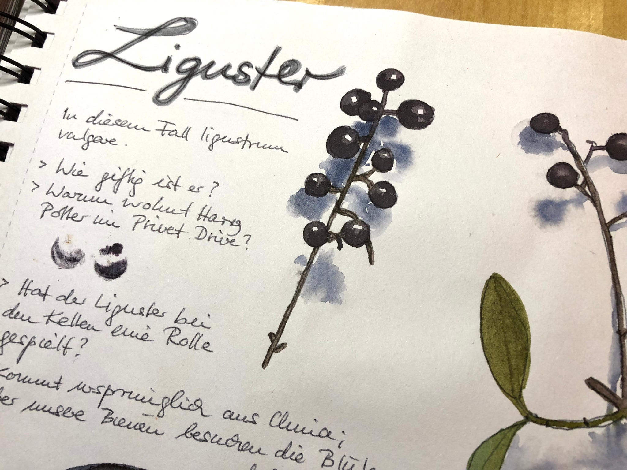 Ligusterbeeren gibt es den gesamten Winter über.