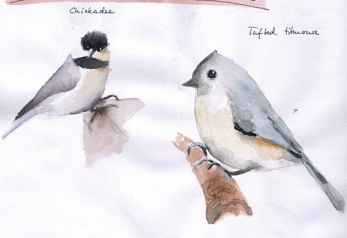 Vogelskizzen am Futterhäuschen