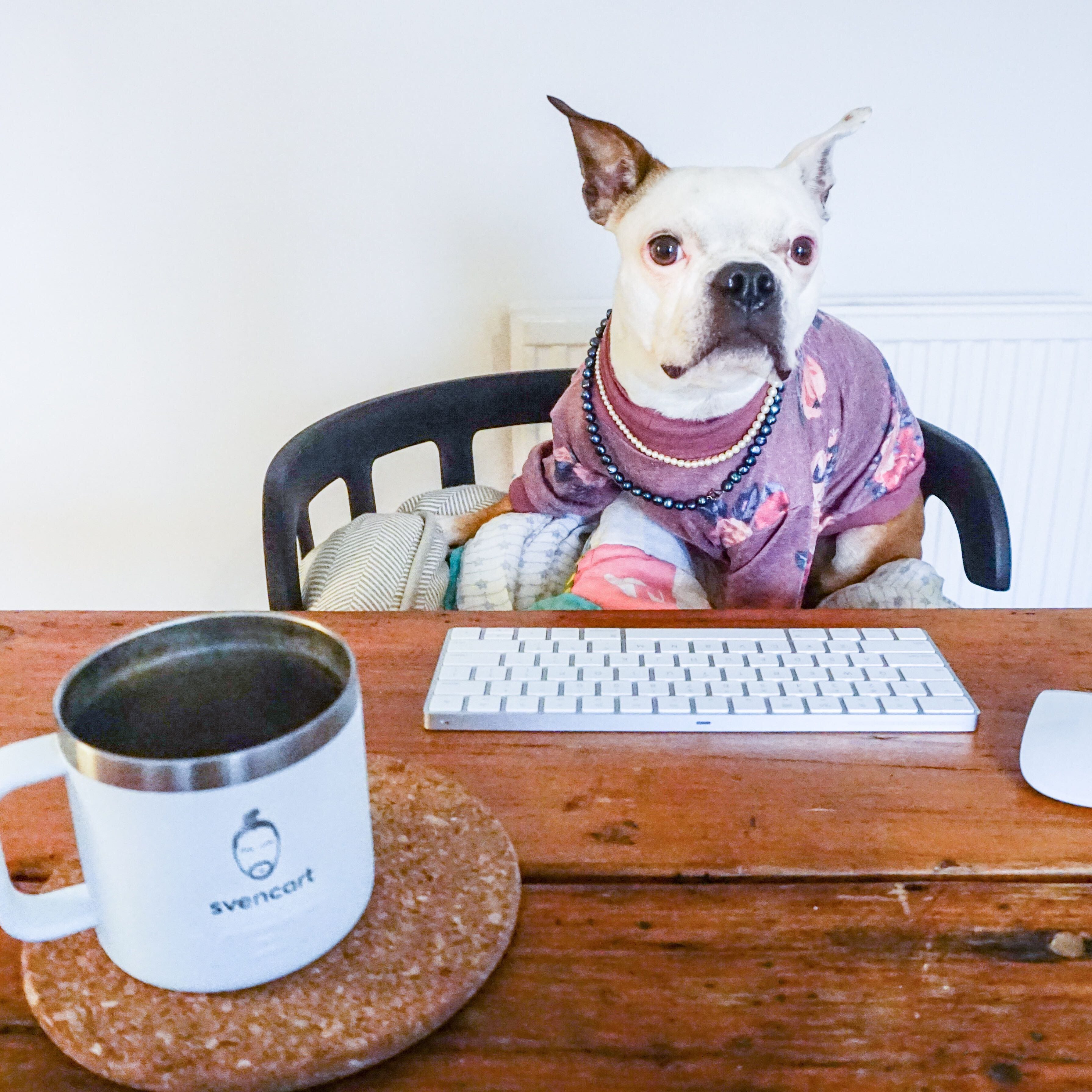 Beans @TorontoTerrior instagram handle, dressed up in sweater and pearls in front of computer. Mug in front of her with Svencart logo.