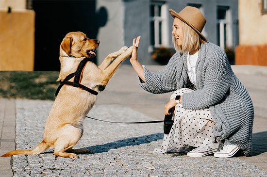Entspannt Gassi Gehen