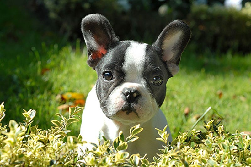 Welpenseminar online