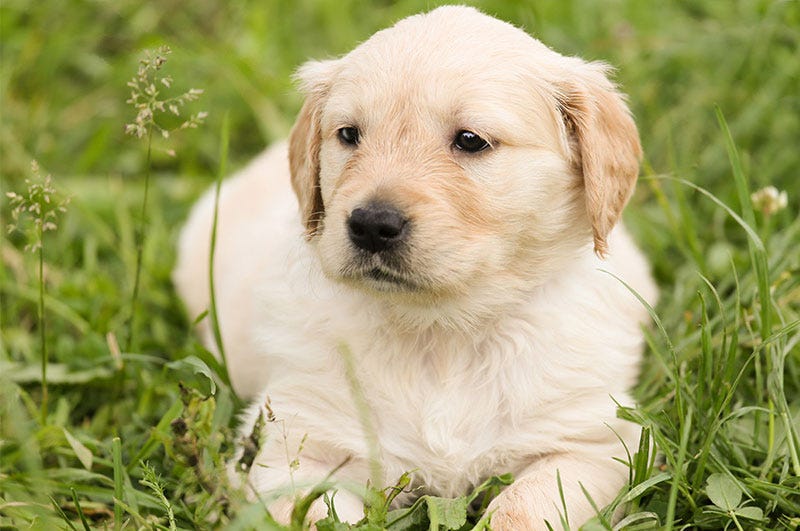 Welpenseminar online