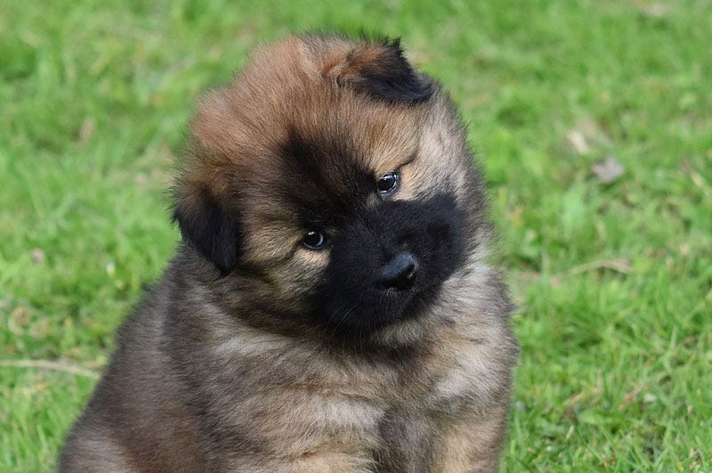 Welpenseminar online