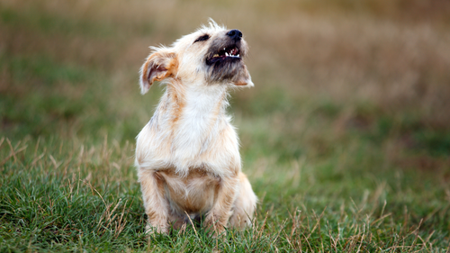 Impulsiver Hund