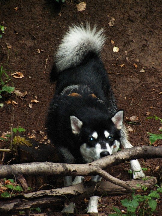 Feolan -Alaskan Malamute