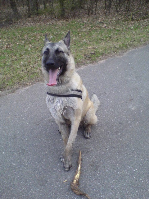 Anouk - DSH-Malinois-Mix