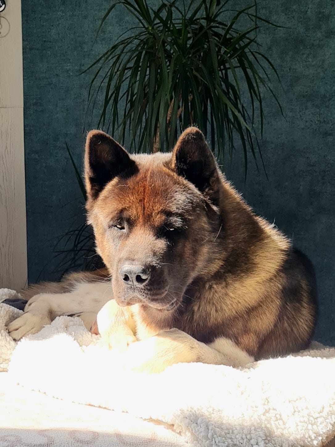 Bjarki - Amerikanischer Akita