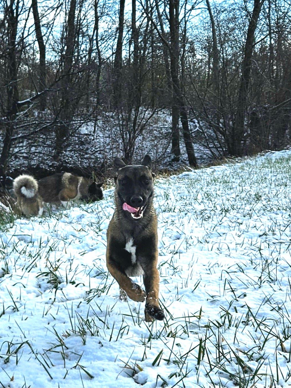 Cora - Malinois