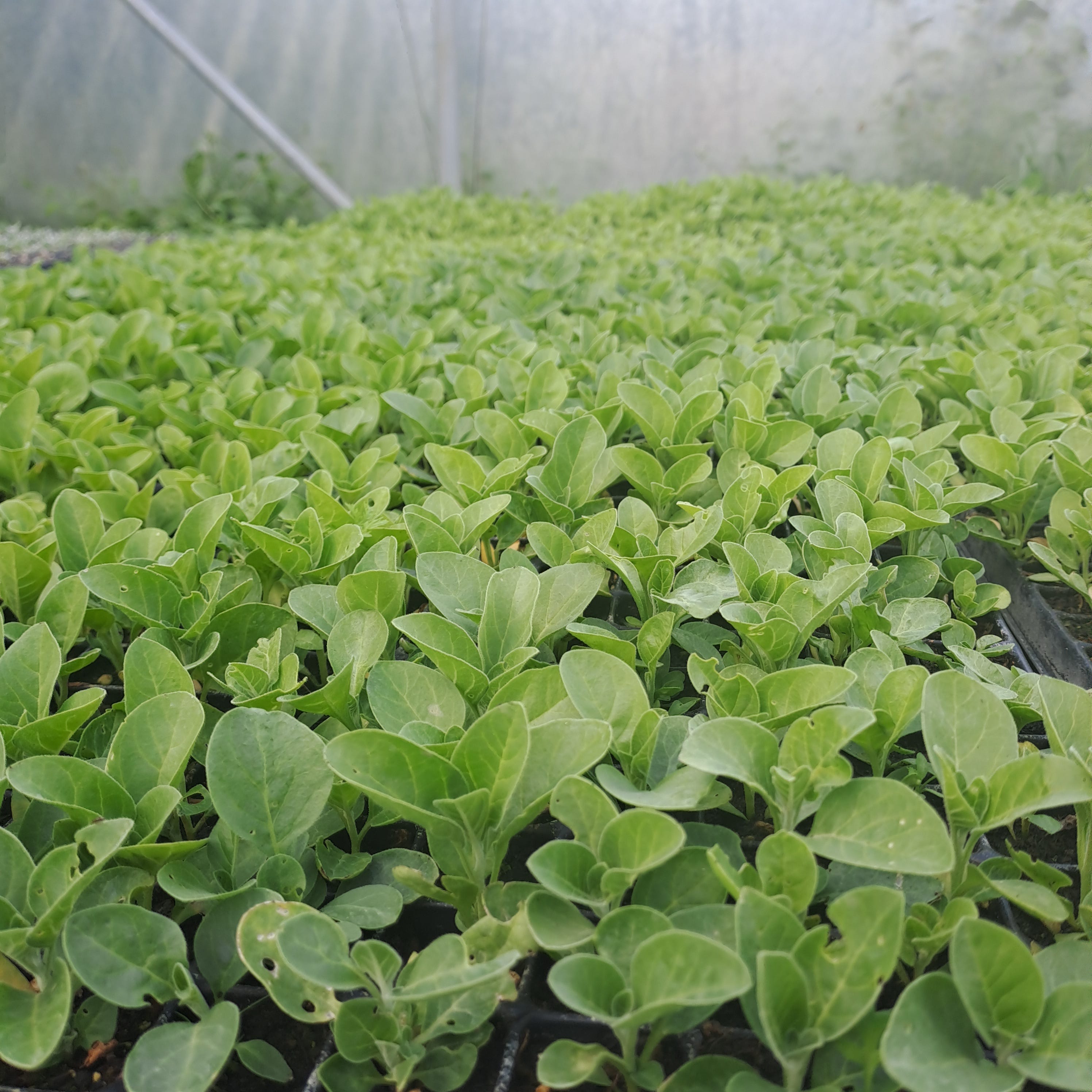 Junge Ashwagandha-Pflanzen 