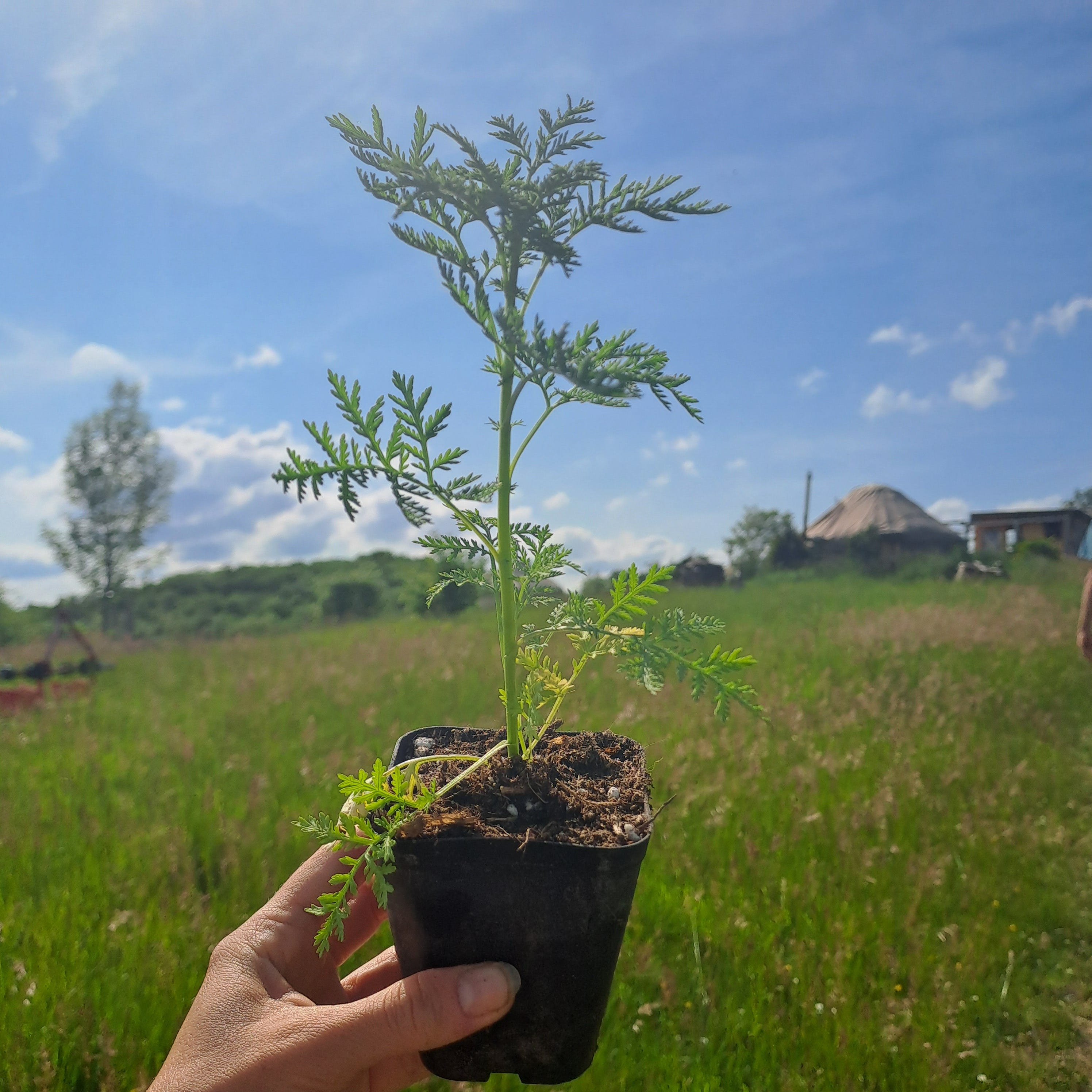 Diese Artemisia Annua darf jetzt bei uns einziehen. 