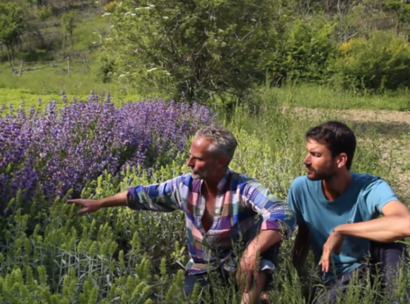 Tobi und Markus inmitten von Salbei und griechischem Bergtee