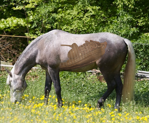 Online Kurse Pferd Magen Darm Gesundheit