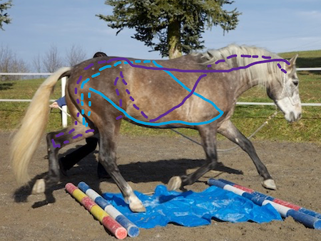 Online Kurse Pferd Myofasziale Linien / Online Kurse Pferd Faszien