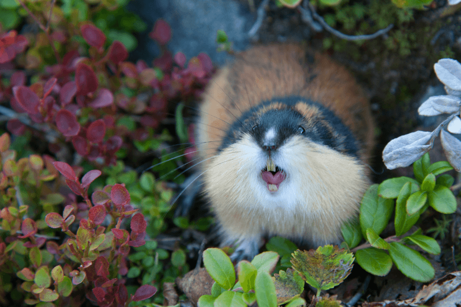 Lemming in freier Natur – Symbolbild für Herdentrieb und emotionale Fehlentscheidungen bei der Geldanlage.