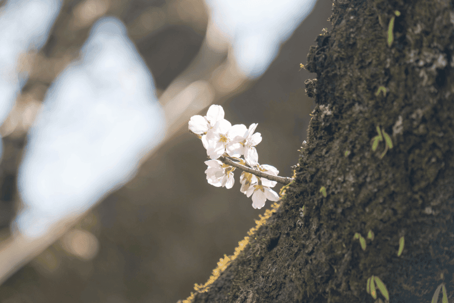 Blühender Baum als Symbol für steigende Lebenserwartung – langfristige Altersvorsorge, ETF-Sparen und finanzielle Planung für ein langes Leben