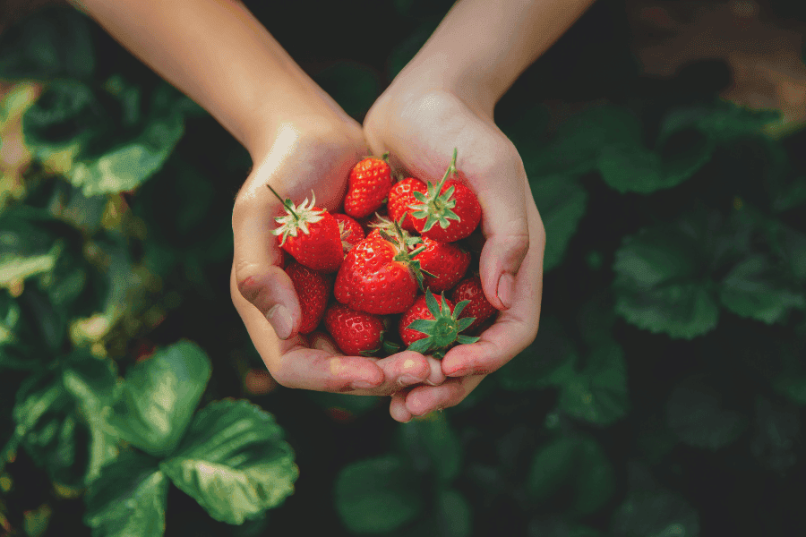 Erdbeeren als Vergleich für Buy the Dip: Günstige Kaufgelegenheiten bei Kursrückgängen nutzen statt teure Einstiege in Boomphasen – langfristige Geldanlage und Vermögensaufbau.