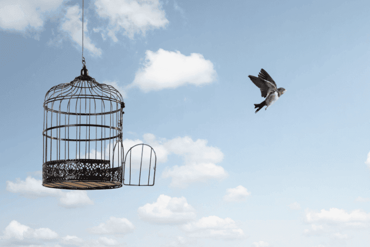Geöffneter Vogelkäfig mit davonfliegendem Vogel als Symbol für finanzielle Freiheit, finanzielle Unabhängigkeit und langfristigen Vermögensaufbau durch individuelle Finanzplanung.